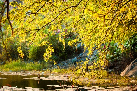 Large trees near the pondの写真素材
