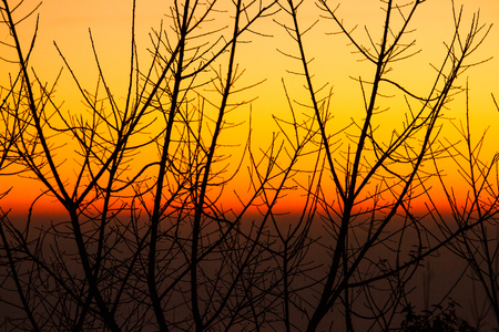 Silhouette of dried tree branches with sky at duskの写真素材