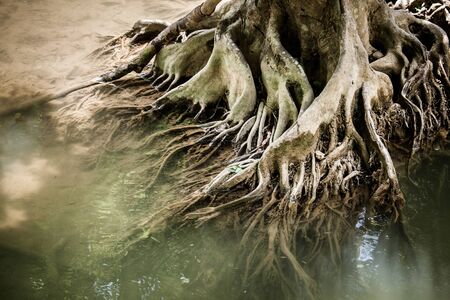 Tree roots in water streamsの写真素材