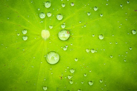 Drops of water on a lotus leaf greenの写真素材