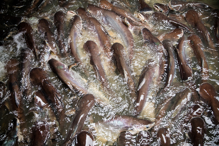 Pangasius feed in pond temple.