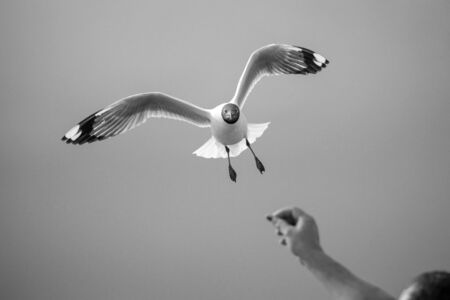 BW Gulls swooping food from human hands.の写真素材