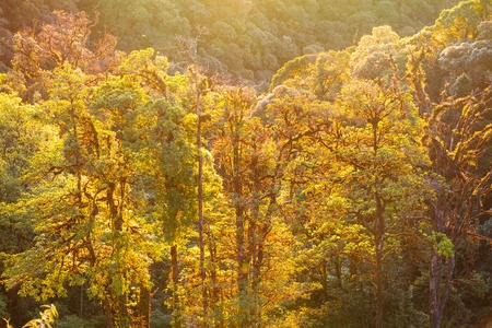 Trees in the forest with the morning sun