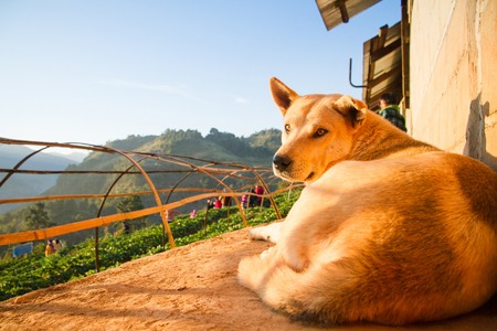 Dog in Strawberry garden at Doi Ang Khang , Chiang Mai, Thailand