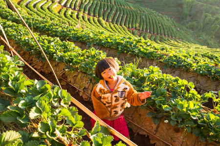 Chiang Mai,Thailand, 10202015, Unknown name girl eating strawberries at organic farm.のeditorial素材