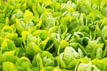green lettuce plant growing in the vegetable garden.の写真素材