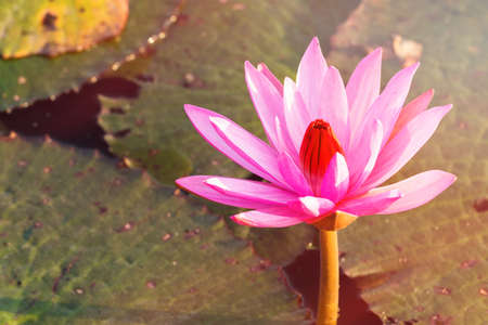 Pink lotus water lily blossom in natural pond in the morning sunlightの写真素材