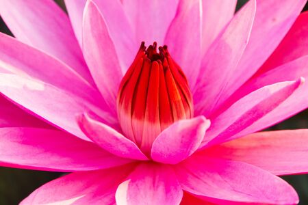 Pink lotus water lily blossom in natural pond in the morning sunlight.の写真素材