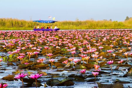Pink lotus water lily blossom in natural pond in the morning sunlight.の写真素材