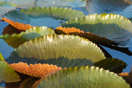 Green leaf in natural pond in the morning sunlight.の写真素材
