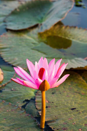 Pink lotus water lily blossom in natural pond in the morning sunlightの写真素材