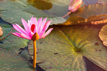 Pink lotus water lily blossom in natural pond in the morning sunlightの写真素材