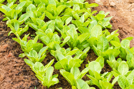 Rows of fresh lettuce plants on a fertile field.の写真素材