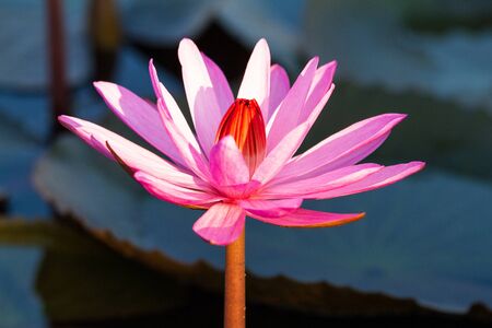 Pink lotus water lily blossom in natural pond in the morning sunlightの写真素材