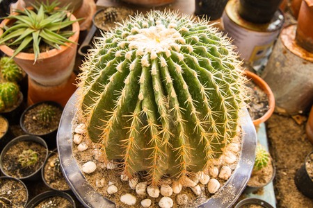 Cactus. Green cactus thorns in the cultivation bowl ,it has lots of small long green stingsの写真素材