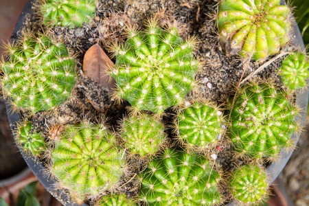 Cactus. Green cactus thorns in the cultivation bowl ,it has lots of small long green stingsの写真素材