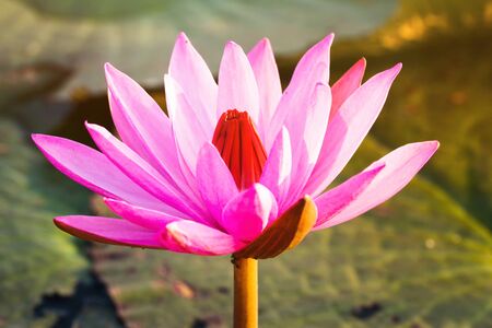 Pink lotus water lily blossom in natural pond in the morning sunlightの写真素材