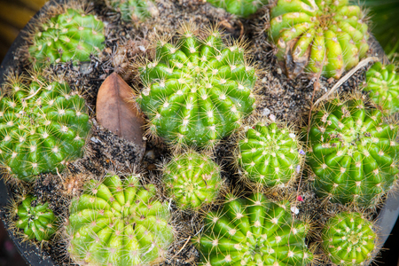 Cactus. Green cactus thorns in the cultivation bowl ,it has lots of small long green stingsの写真素材