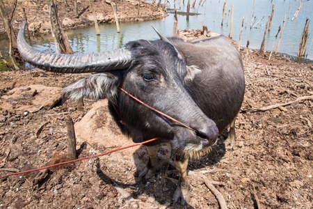Pregnant Thai buffalo in gestation period of eleven months.の写真素材