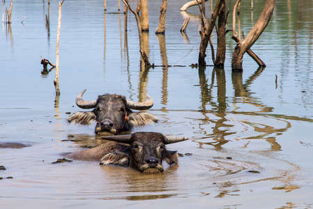 Swamp thai buffaloes on a water.Release body heatの写真素材