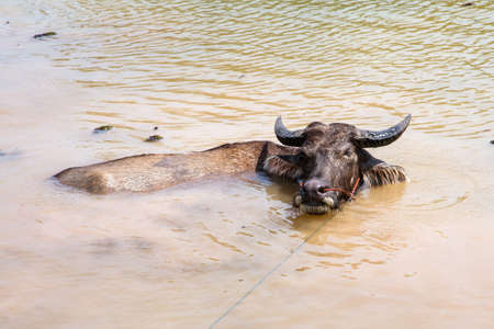 Thai buffaloes in water to release body heatの写真素材