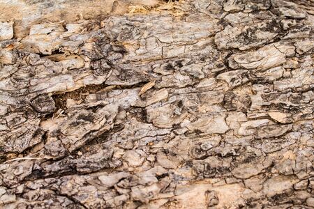 Brown old wood pattern texture backgroundの写真素材