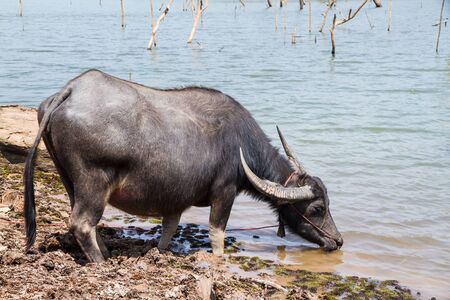 Thai buffalo pregnant standing drink waterfront.の写真素材