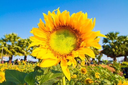 Sunflower sun in the morning.の写真素材