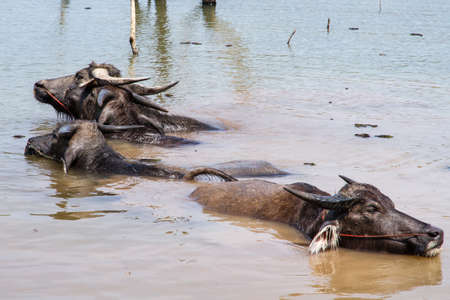 Thai buffaloes in water to release body heatの写真素材