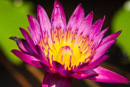 A purple Lotus flowerの写真素材