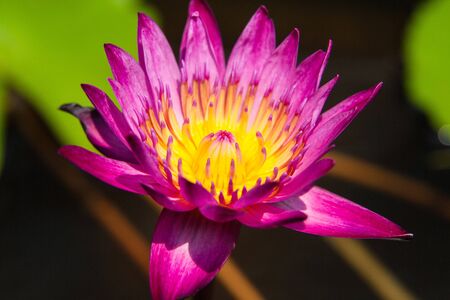 A purple Lotus flowerの写真素材
