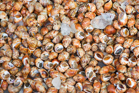 Shellfish in fresh market at ferry of Angsila, Choburi, Thailand.Sea Food.の写真素材