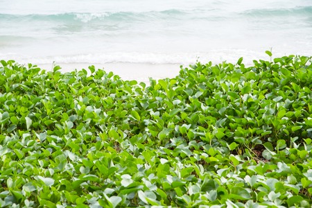 Ipomoea on the beach sand , seascape for background.の写真素材