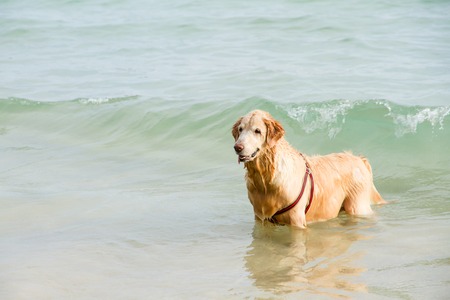 Golden retriever on the beach near the waterの写真素材