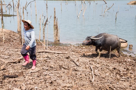 Udon Thani, Thailand - February, 27, 2016 : Unidentified name man leading af tha buffalo on a rope.のeditorial素材