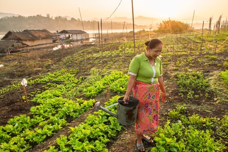 Sagklaburi, Kanchanaburi, Thailand - February, 14, 2014 : Unidentified name Asian farmer woman watering vegetables in the morning.のeditorial素材