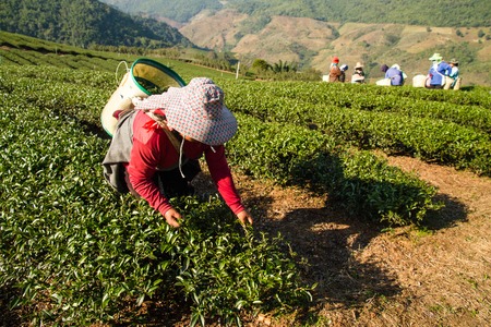 Chiangrai, Thailand - December, 21 , 2013 : Unidentified name women from Thailand breaks tea leaves on tea plantation.at Chui Fong , Chiang Rai, Thailand.のeditorial素材