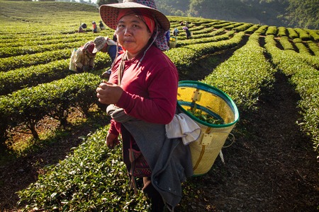 Chiangrai, Thailand - December, 21 , 2013 : Unidentified name women from Thailand breaks tea leaves on tea plantation.at Chui Fong , Chiang Rai, Thailand.のeditorial素材