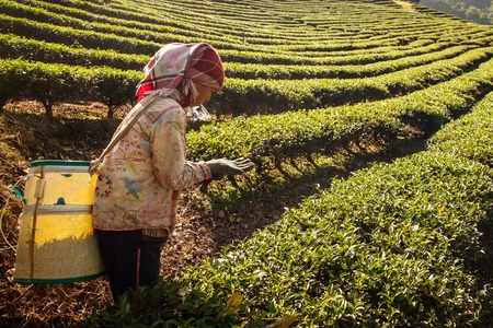Chiangrai, Thailand - December, 21 , 2013 : Unidentified name women from Thailand breaks tea leaves on tea plantation.at Chui Fong , Chiang Rai, Thailand.のeditorial素材