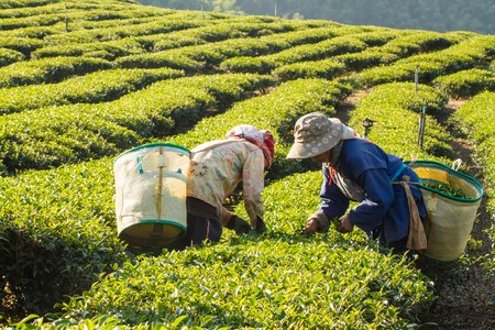 Chiangrai, Thailand - December, 21 , 2013 : Unidentified name women from Thailand breaks tea leaves on tea plantation.at Chui Fong , Chiang Rai, Thailand.のeditorial素材