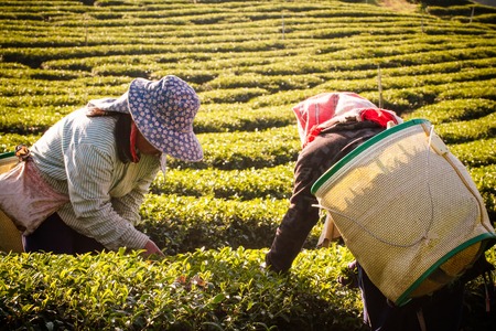 Chiangrai, Thailand - December, 21 , 2013 : Unidentified name women from Thailand breaks tea leaves on tea plantation.at Chui Fong , Chiang Rai, Thailand.のeditorial素材