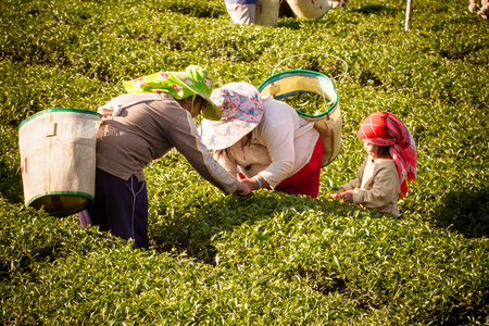 Chiangrai, Thailand - December, 21 , 2013 : Unidentified name women from Thailand breaks tea leaves on tea plantation.at Chui Fong , Chiang Rai, Thailand.のeditorial素材