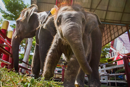 Ayutthaya, Thailand - October, 21, 2016 : Thai mother elephant for tourists ride tour and baby elephant at Ayothaya Floating Market.Ayutthaya, Thailandのeditorial素材
