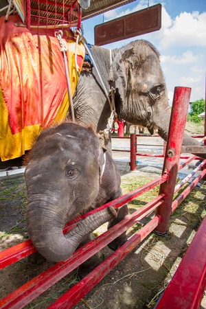 Ayutthaya, Thailand - October, 21, 2016 : Thai mother elephant for tourists ride tour and baby elephant at Ayothaya Floating Market.Ayutthaya, Thailandのeditorial素材