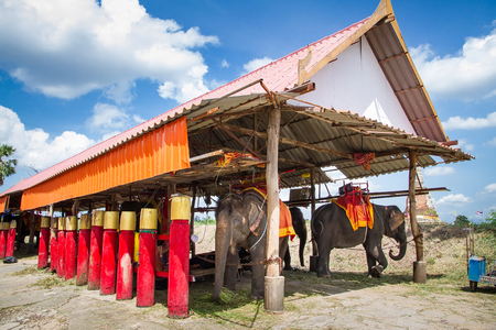 Ayutthaya, Thailand - October, 21, 2016 : The Court of elephants for tourists ride tour and baby elephant at Ayothaya Floating Market.Ayutthaya, Thailandのeditorial素材