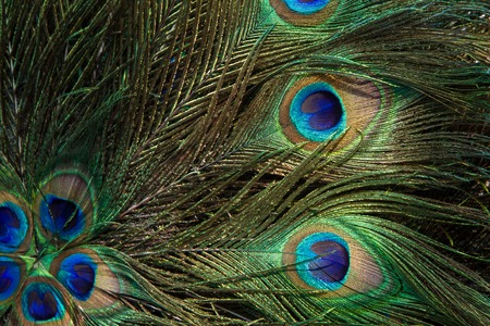 Close up of a male peacock displaying its stunning tail feathers.の写真素材