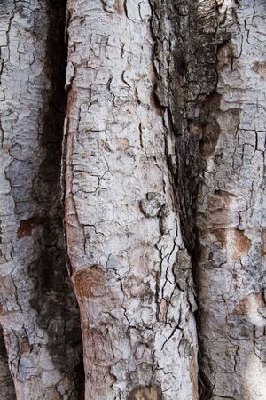 Closeup cracked skin of trunk of tree texture background.の写真素材