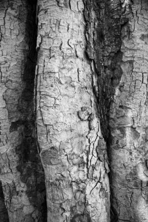 Closeup cracked skin of trunk of tree texture background.の写真素材