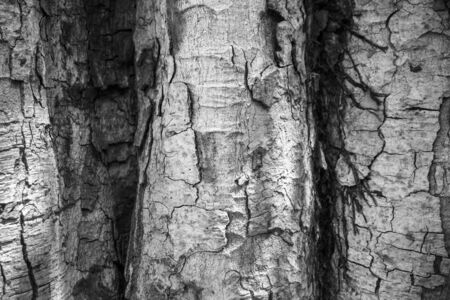 Closeup cracked skin of trunk of tree texture background.の写真素材