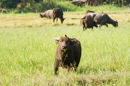 Water buffalo eating grass on meadow nature backgroundの写真素材